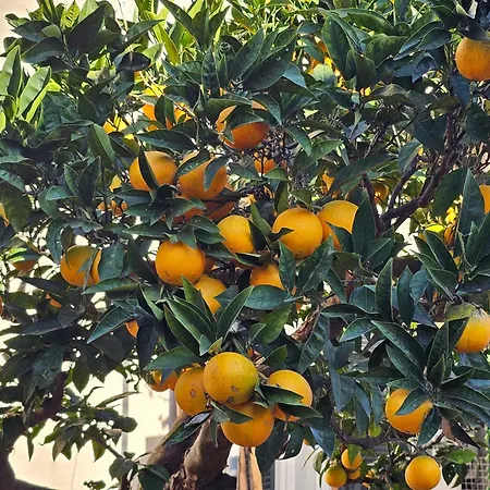 L'arancio לינה וארוחת בוקר *