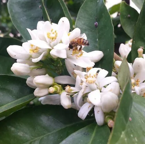 לינה וארוחת בוקר L'arancio Cecchina
